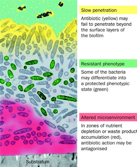 Antimicrobial resistance and biofilm formation of Escherichia coli .
